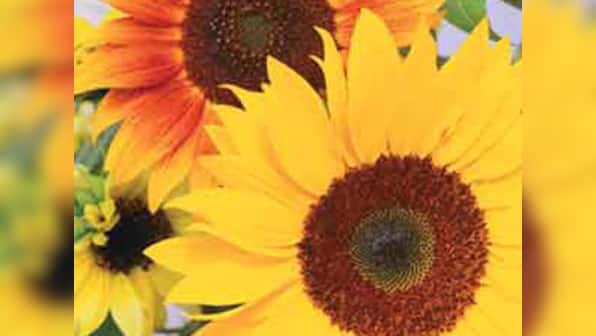 Cargill expands reach with Wipro's Sunflower Vanaspati brand buy