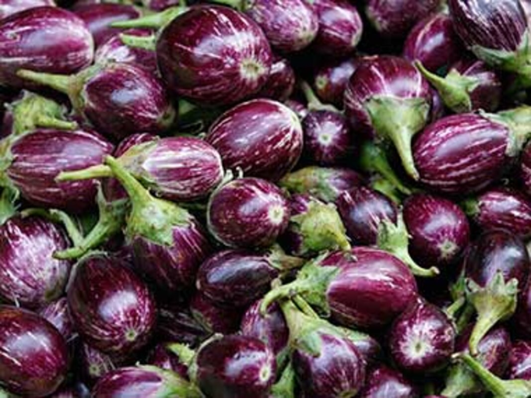 Featured image of post Easiest Way to Make Brinjal Seeds Company