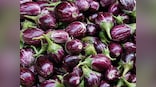 Haryana’s Bt brinjal row: Govt must allow farmers to have access to technologies in agriculture to dissuade illegal use of seeds