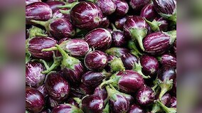 Haryana’s Bt brinjal row: Govt must allow farmers to have access to technologies in agriculture to dissuade illegal use of seeds