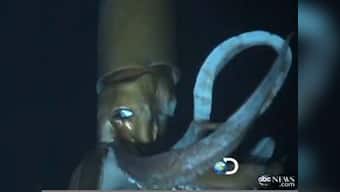 Viral video: Footage of giant squid swimming off Japan coast