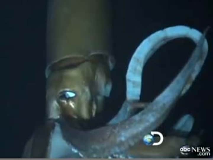 Viral video: Footage of giant squid swimming off Japan coast