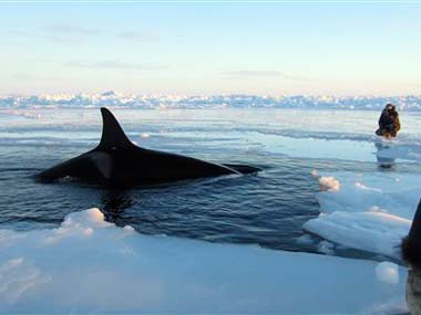 Quebec asks for help to free whales trapped under ice Quebec asks for help to free whales trapped under ice