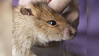 Sarvodaya Express serves 'rat biryani' to pilgrims