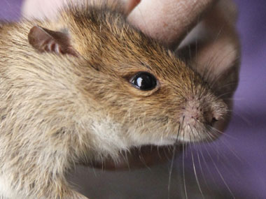 Sarvodaya Express serves 'rat biryani' to pilgrims Sarvodaya Express serves 'rat biryani' to pilgrims