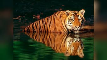 Reintroduction of tigers in Cambodia from India impractical: Experts