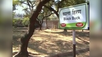 Six blackbucks found dead in Sayaji Baug zoo in Gujarat's Vadodara, cause of death yet to be identifed