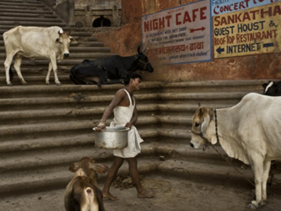 Save the Indian cow: The quiet obliteration of gau-mata-India News ,  Firstpost