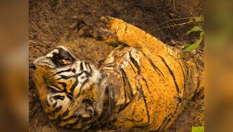 From Sariska to Manas, how  we squander second chances