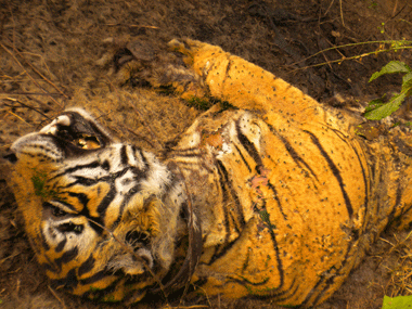 From Sariska to Manas, how we squander second chances From Sariska to Manas, how we squander second chances