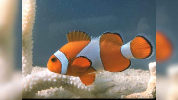 New study claims that fish do not feel pain