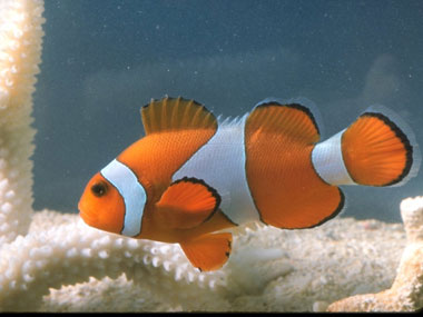 New study claims that fish do not feel pain New study claims that fish do not feel pain