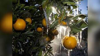 Oranges, spinach could make you more optimistic: study