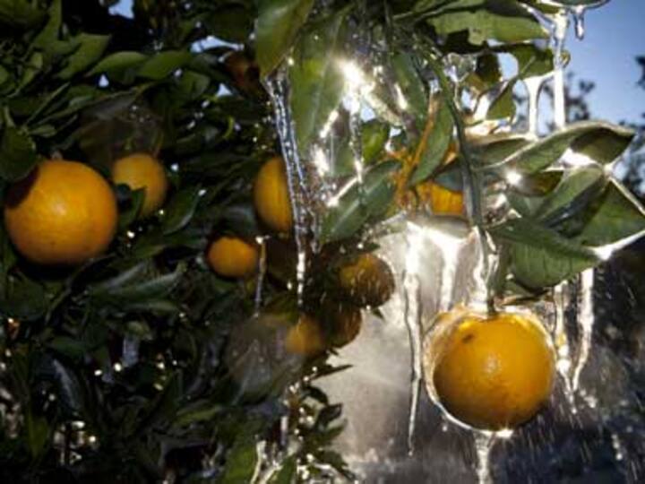 Oranges, spinach could make you more optimistic: study Oranges, spinach could make you more optimistic: study