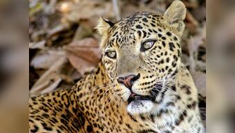 3 seriously injured in Guwahati leopard attack