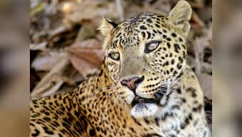 Leopard attacks sentry at Goa naval air base