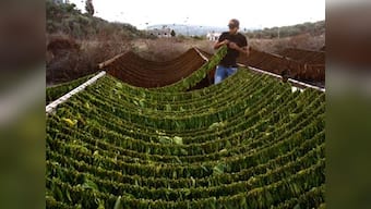 Scientists find GM tobacco plant that can cure rabies