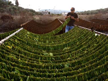 Scientists find GM tobacco plant that can cure rabies Scientists find GM tobacco plant that can cure rabies