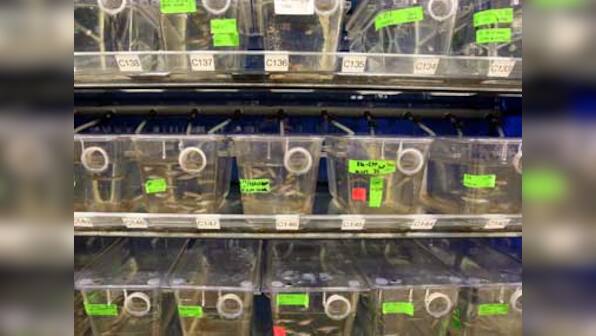 Stemcells from zebrafish could be used to restore humans' eyesight 