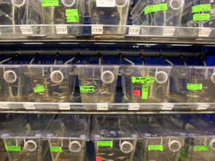 Stemcells from zebrafish could be used to restore humans' eyesight Stemcells from zebrafish could be used to restore humans' eyesight