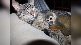 AirAsia-Tata alliance: How the Cats lost out to the Monkeys