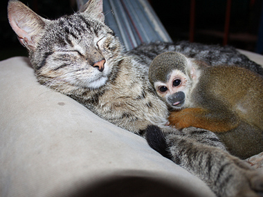 AirAsia-Tata alliance: How the Cats lost out to the Monkeys AirAsia-Tata alliance: How the Cats lost out to the Monkeys