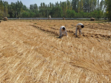 Cauvery row: Central team in Tiruchi to assess condition of crops Cauvery row: Central team in Tiruchi to assess condition of crops