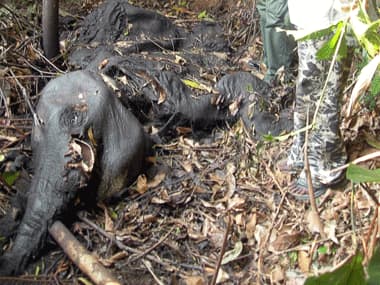 A dead elephant in the Gabon National Park. AFP