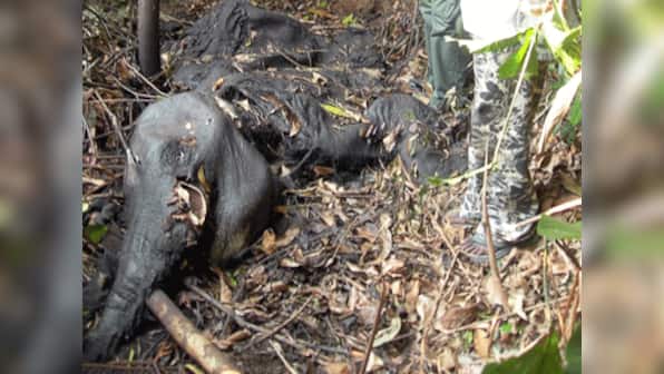 11,000 elephants lost to ivory poaching in Africa