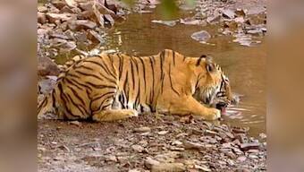 Nepal begins Bengal tiger census, India to match
