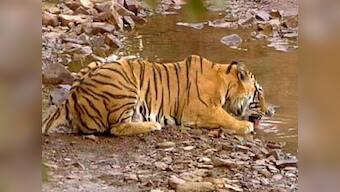 Another tiger killed by poachers in MP forest