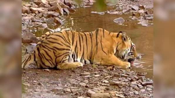 Another tiger killed by poachers in MP forest
