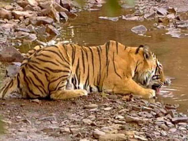 Another tiger killed by poachers in MP forest Another tiger killed by poachers in MP forest