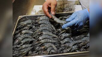 Indian shrimp exporters could get hit by punitive US duties