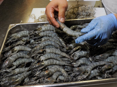 Indian shrimp exporters could get hit by punitive US duties Indian shrimp exporters could get hit by punitive US duties