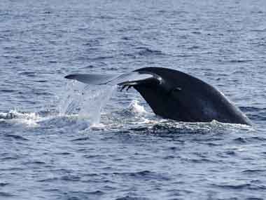 A blue whale. AFP