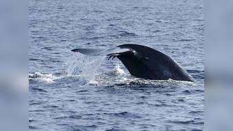 Wiring oceans! That's needed to protect ecosystems