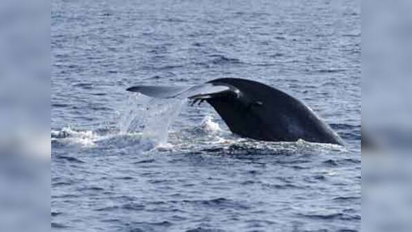 Wiring oceans! That's needed to protect ecosystems