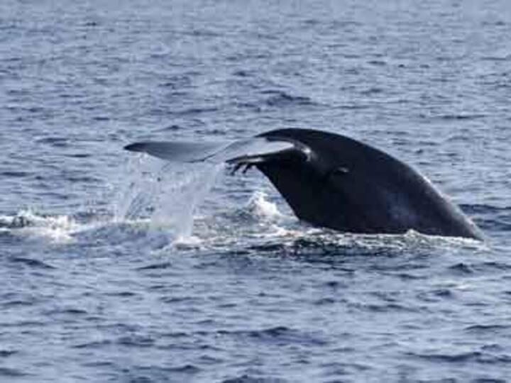 Wiring oceans! That's needed to protect ecosystems Wiring oceans! That's needed to protect ecosystems