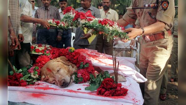 Zanjeer, the labrador: Unlikely hero of 1993 Mumbai blasts