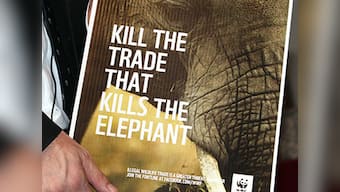 Google shopping ads helping ivory trade in Thailand, says report 