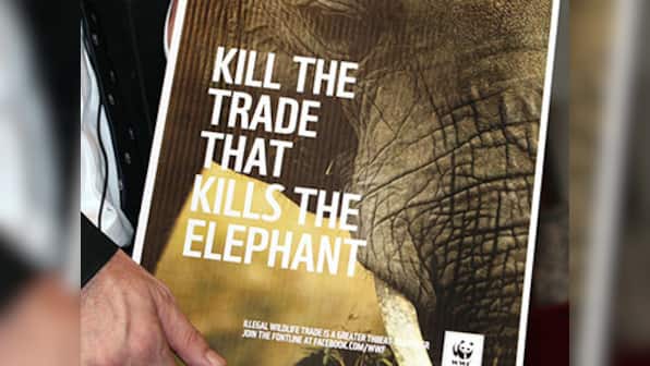 Google shopping ads helping ivory trade in Thailand, says report 