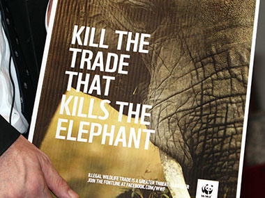 Google shopping ads helping ivory trade in Thailand, says report Google shopping ads helping ivory trade in Thailand, says report