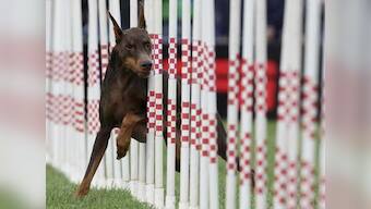 Delhi's oldest police dog to retire with honours