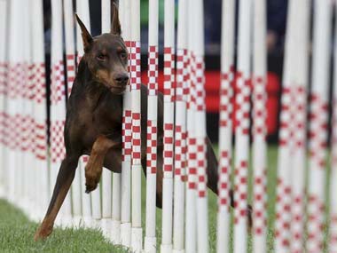 Delhi's oldest police dog to retire with honours Delhi's oldest police dog to retire with honours