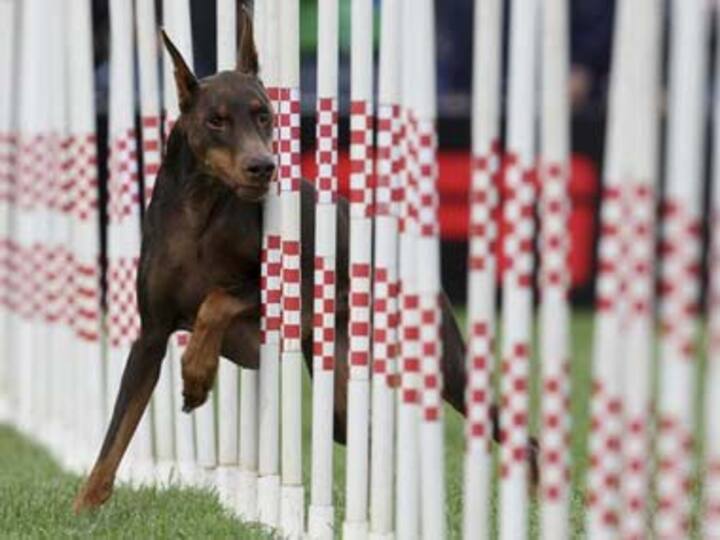 Delhi's oldest police dog to retire with honours