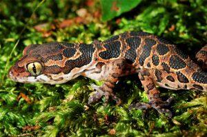 The lizard is commonly named as Jeypore ground gecko.