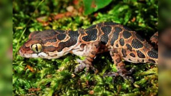 Thought to be extinct, lizard species re-discovered after 135 years