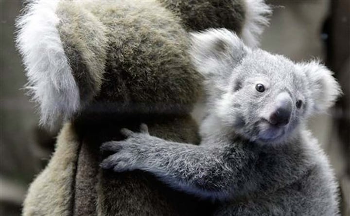 Image: Baby Koala hugging soft toy goes viral on the Internet