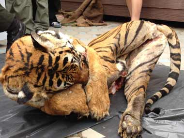 Since 2000, more than two tigers have been poached every week. Pic courtesy: CITES/WWF